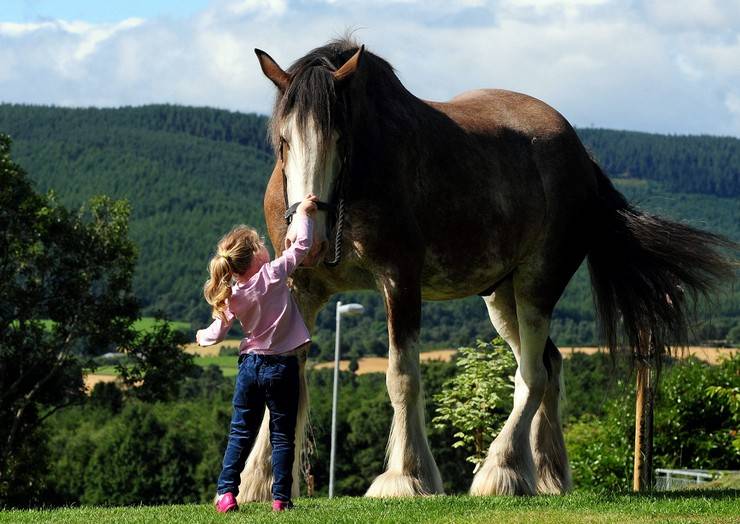 Самые большие лошади: какие есть крупные породы и известные рекордсмены