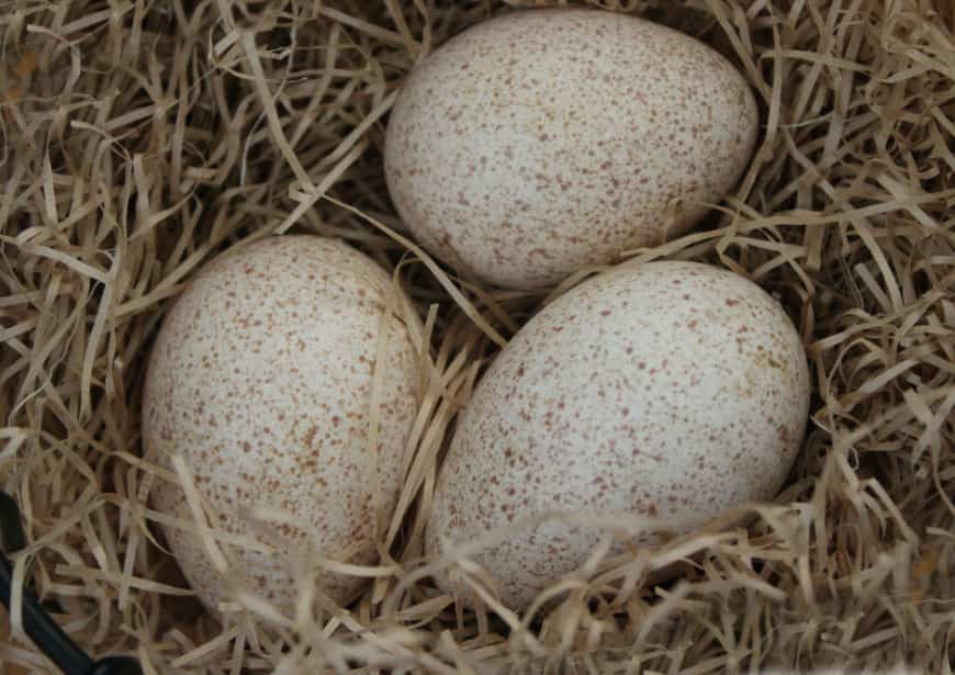 Когда и почему начинают нести яйца цесарки