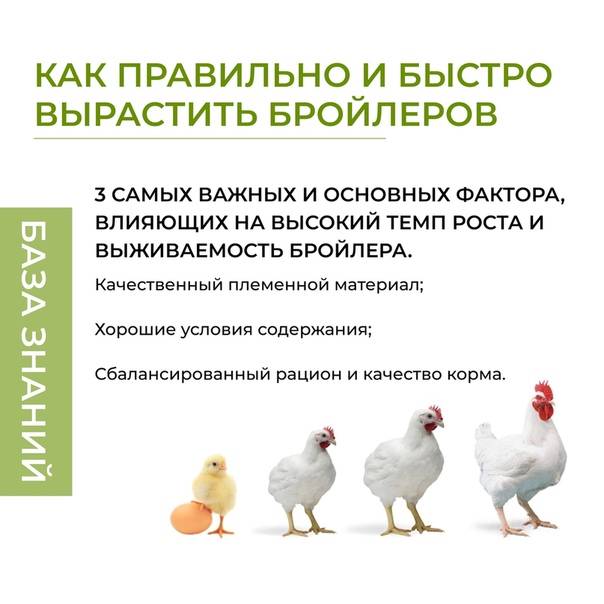 Правильное кормление цыплят бройлеров в различном возрасте: подсчет рациона и рецепты смесей своими руками