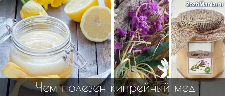 Кипрейный мед: 11 полезных свойств + 3 лучших рецепта