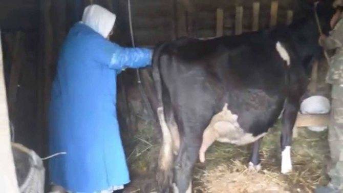 Разведение крс | методы искусственного осеменения коров