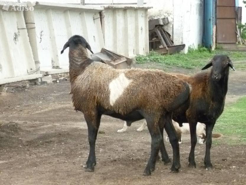 Правила содержания эдильбаевской породы овец, особенности кормления, продуктивность животных