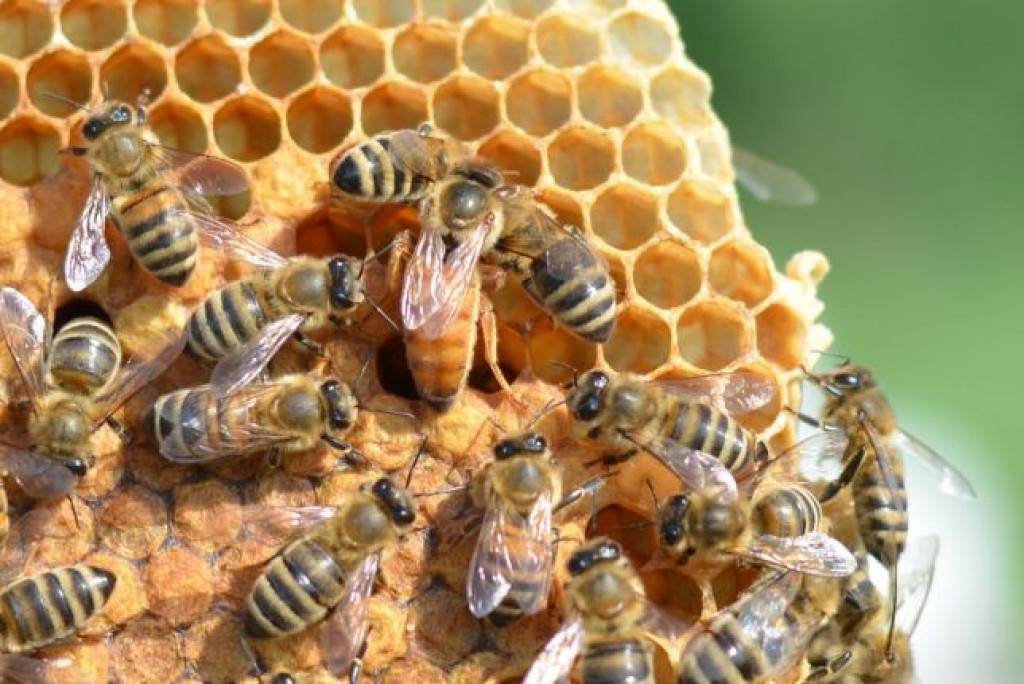 Пчелы породы бакфаст особенности содержания в россии