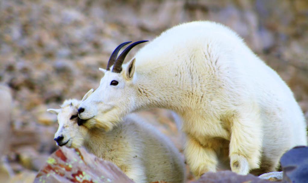 Охота у коз: периодичность и признаки, сколько длится, как определить