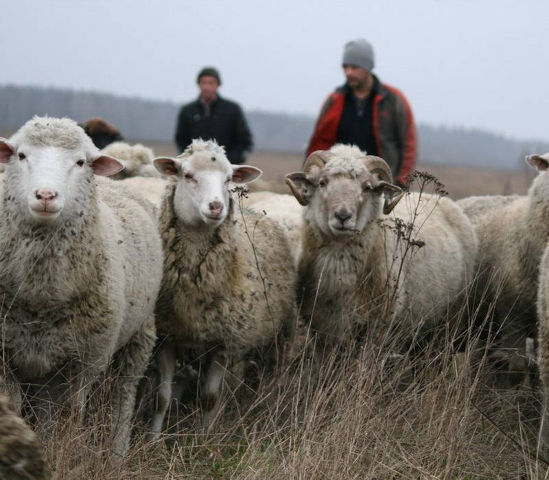 Породы овец мясного направления без запаха