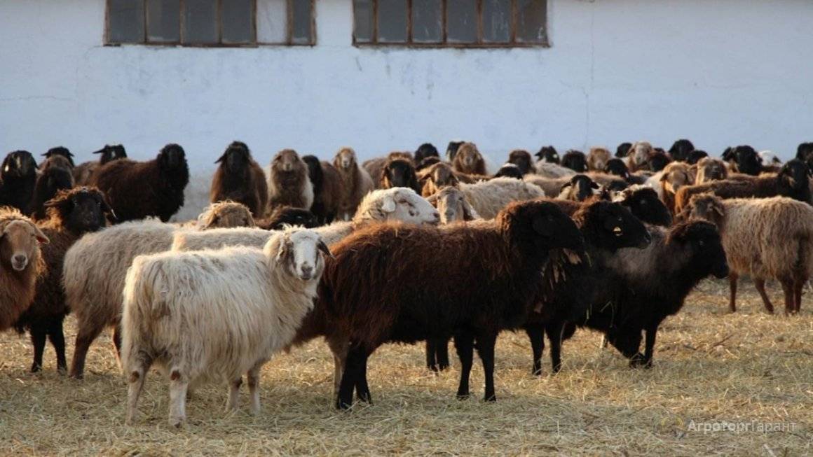 Эдильбаевская порода овец - уход и разведение :: syl.ru