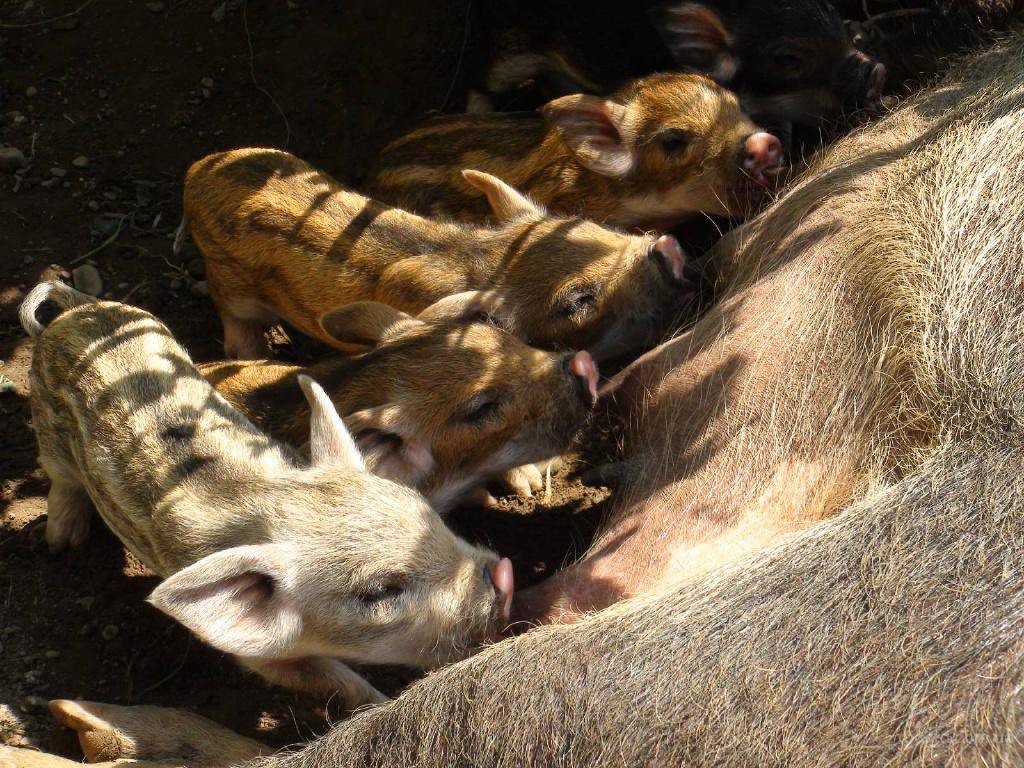 Порода свиней мангал: описание, характеристика, фото — selok.info