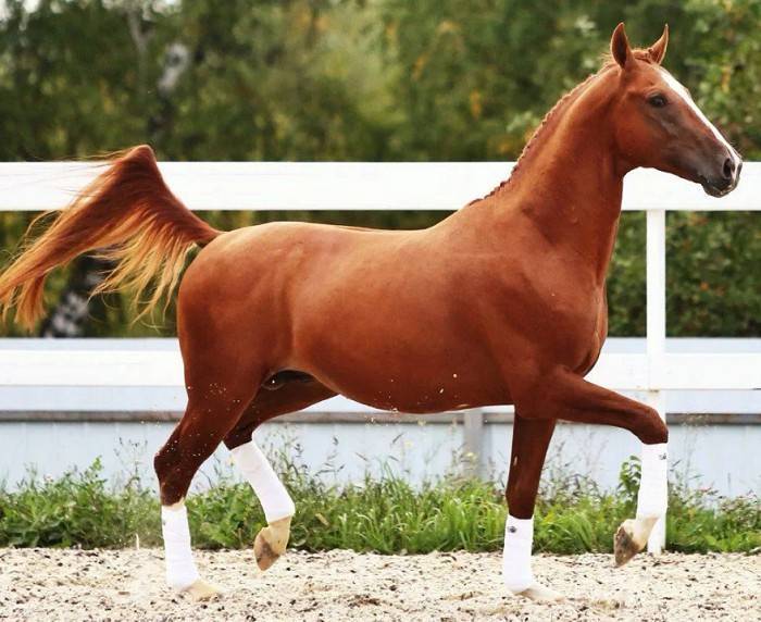 ᐉ донская порода лошадей: описание, классификация - zooon.ru