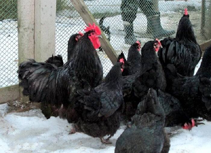 Московская черная порода кур: описание породы, фото