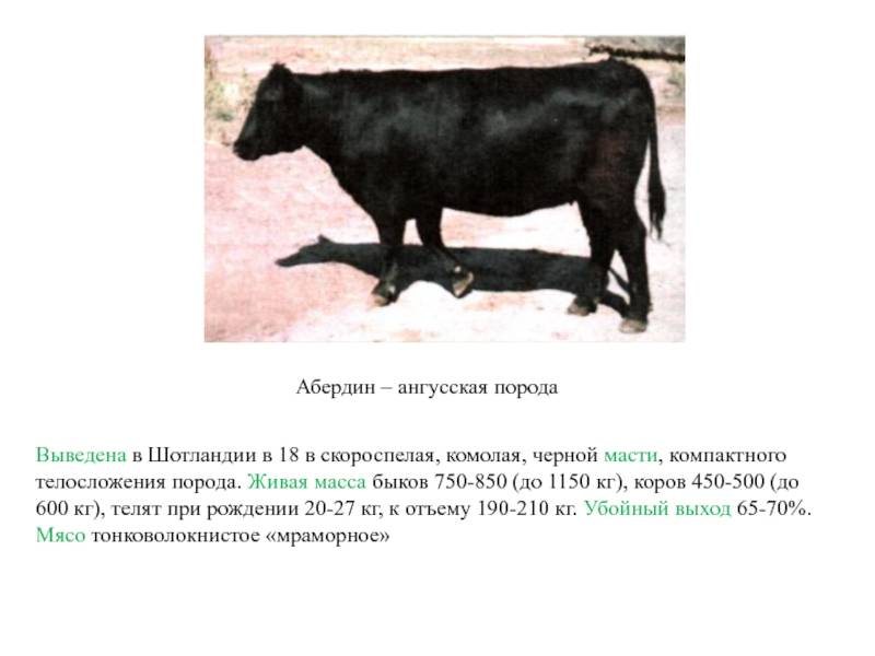 Абердин-ангусская порода коров и бычков крс: описание, продуктивность