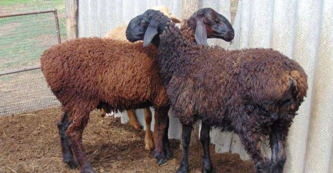 Курдючные овцы: описание и особенности разведения породы