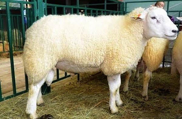 Овцы тексель - описание породы, преимущества и недостатки