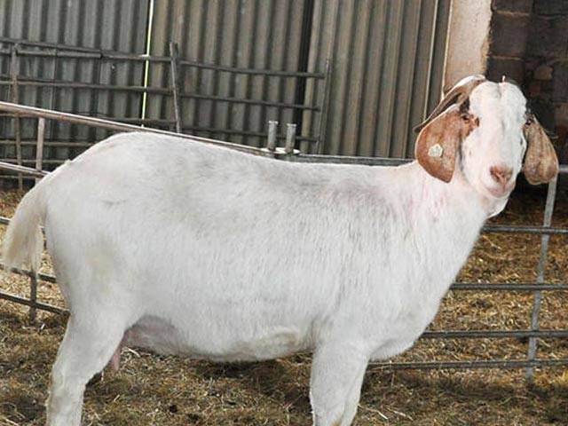 Бурская порода коз: описание, продуктивность, достоинства и недостатки