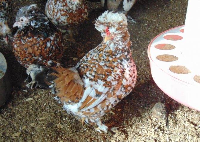 Курица бентамка: описание породы, особенности содержания и ухода. карликовые куры :: syl.ru