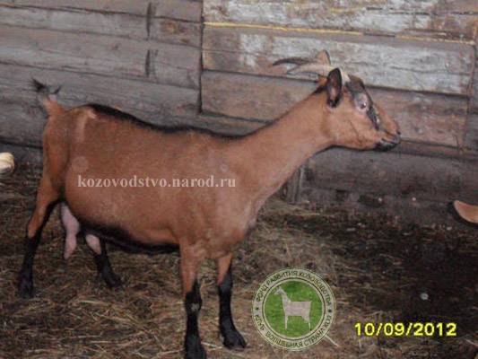 Чешские козы: особенности содержания коз чешской породы и не только
