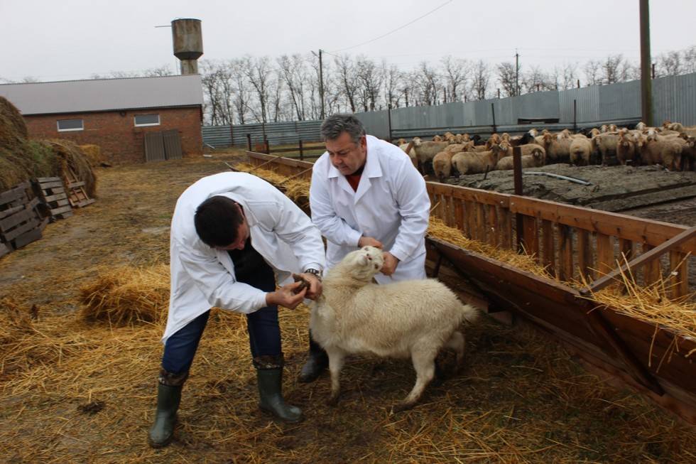 Бруцеллез сельскохозяйственных животных: овец, свиней и др