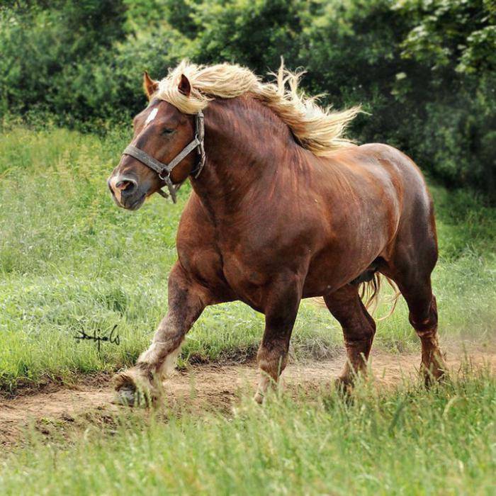 Лошади тяжеловозы: породы, история, разведение, назначение