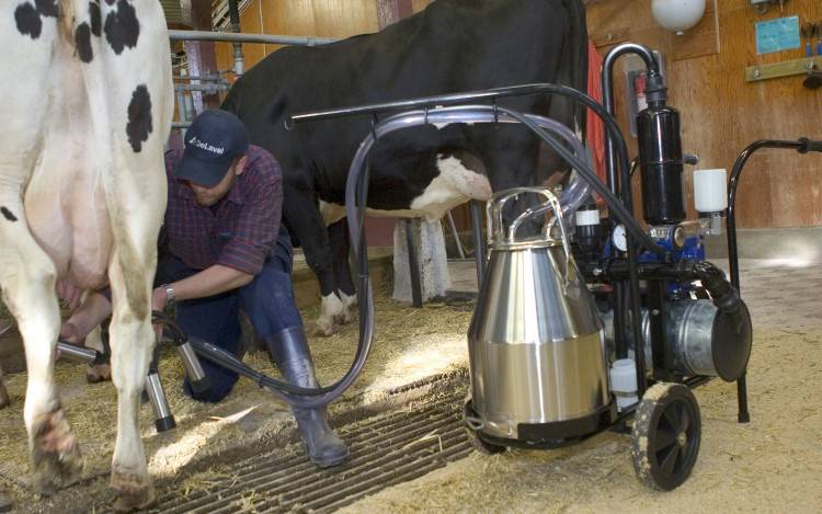 Как доить корову, дойка коров, доение коров (фото и видео)