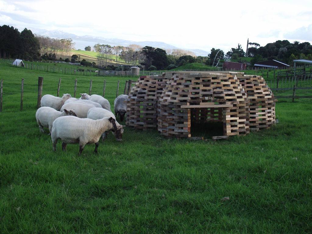 Овчарня своими руками: большой загон, постройка помещения, поилки и кормушки в ангаре, ясли для овечек, сено для баранов