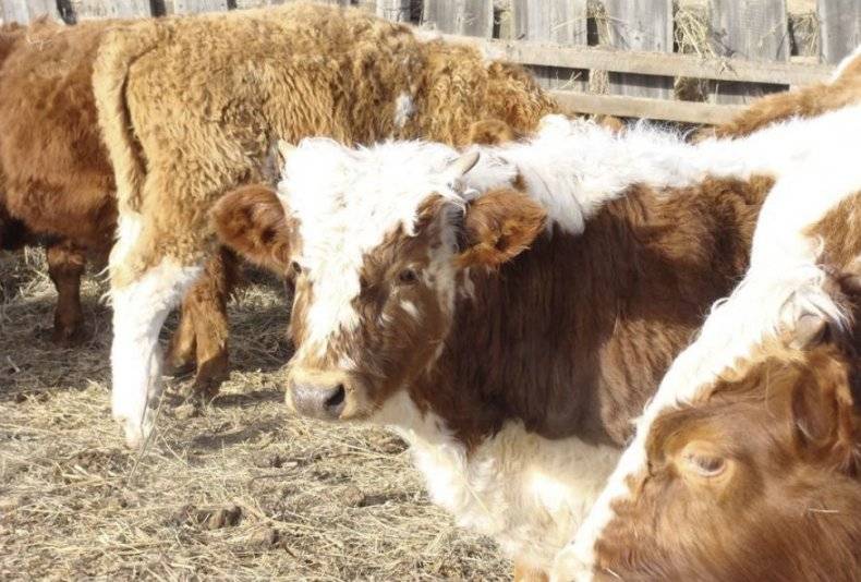 Симментальская порода коров и телят крс: описание, содержание и разведение
