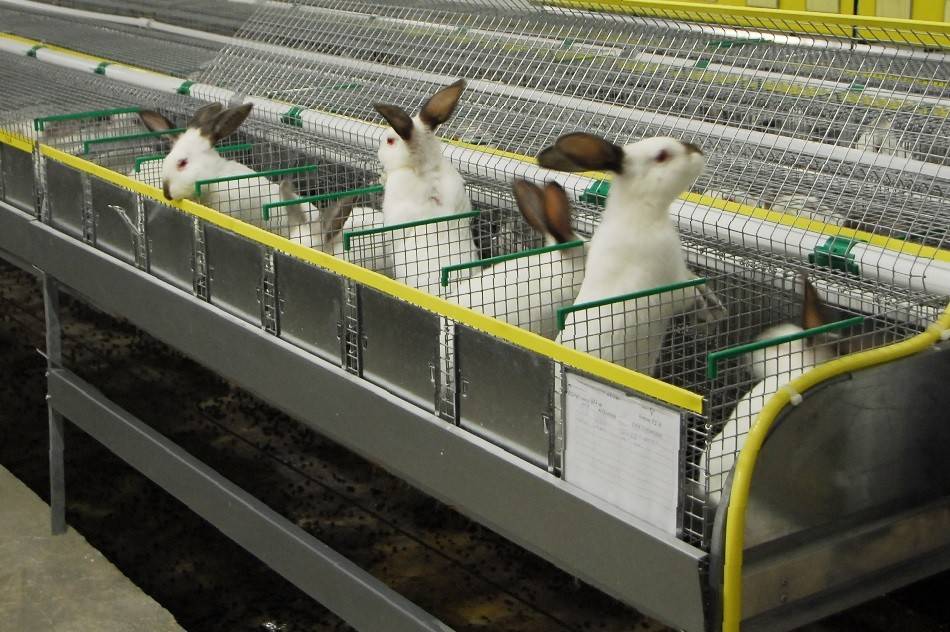 Разведение кроликов в домашних условиях как бизнес — с чего начать