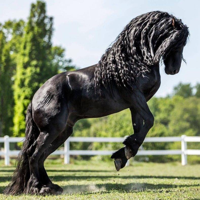 10 самых красивых лошадей в мире