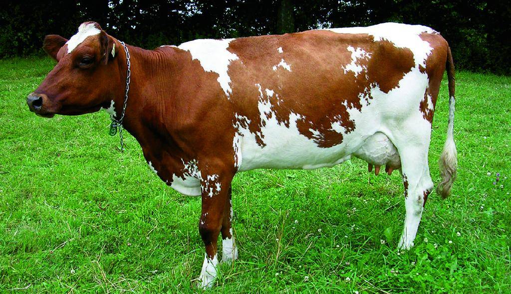 Описание и характеристики айрширской породы коров, плюсы и минусы крс и уход