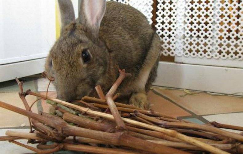 Какие ветки давать кроликам можно и какие нельзя?