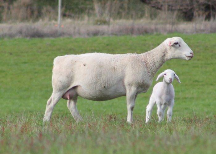 Овцы дорпер - описание породы, содержание и разведение