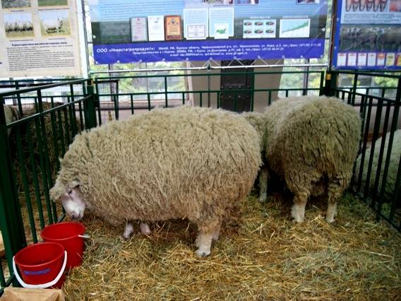 Куйбышевская порода овец: характеристика и описание
