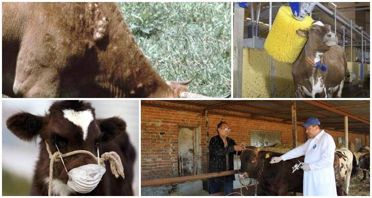 Лептоспироз животных — симптомы и методы лечения крс, коз, овец и других