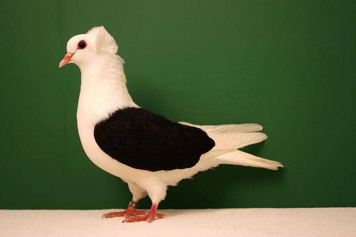 Декоративные породы голубей: фото и описание