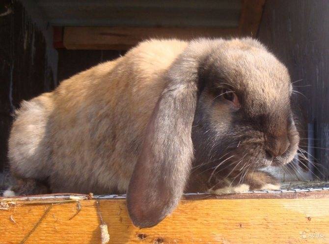 Карликовый баран кролик: содержание и перспективы разведения