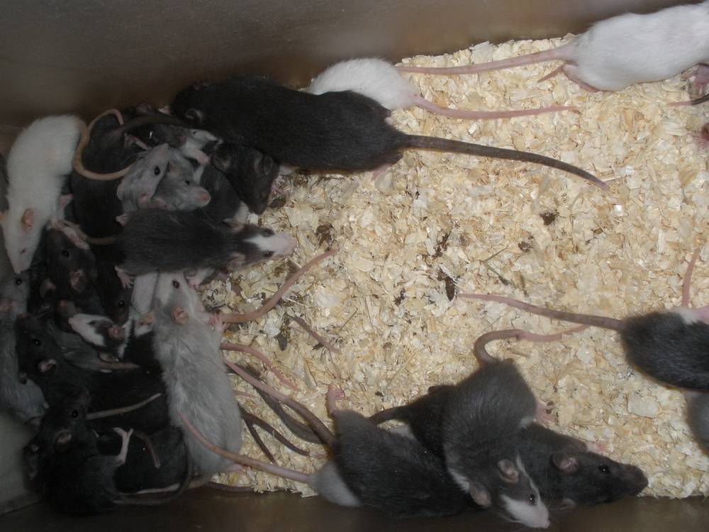 Как избавиться от крыс в курятнике: проверенные народные средства