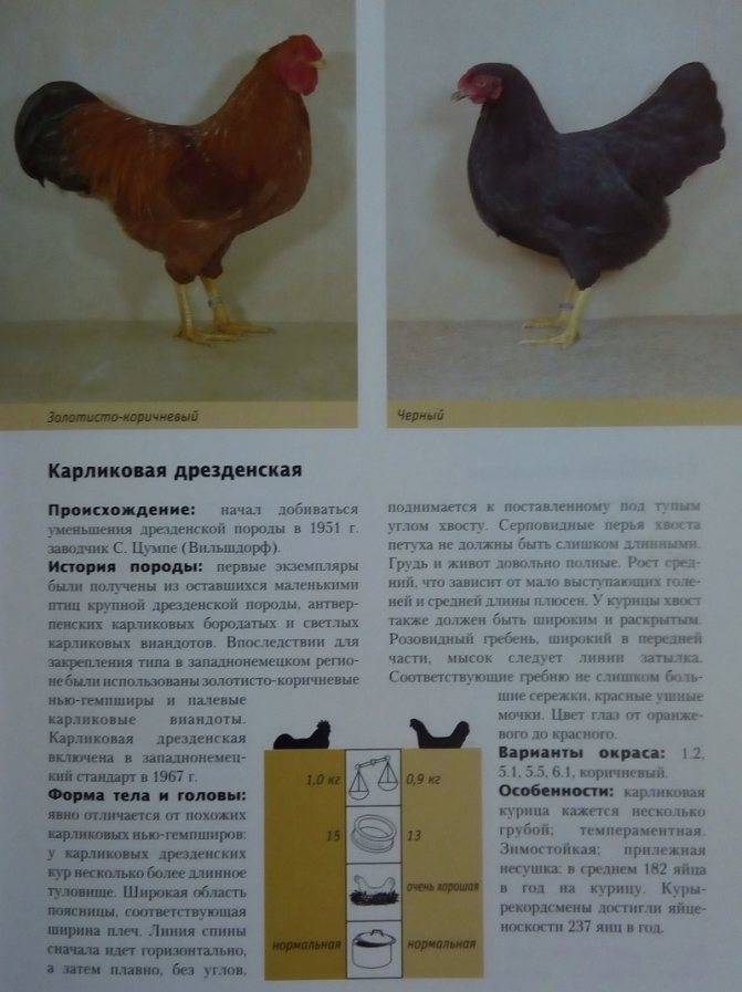 ᐉ кубанская красная порода кур: описание, продуктивность породы - zooon.ru