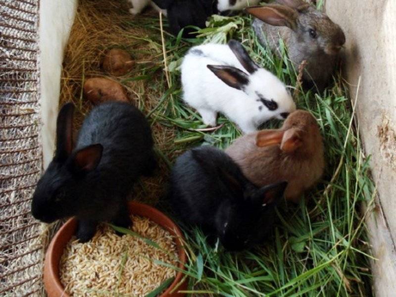 Чем кормить кроликов летом: правильный рацион