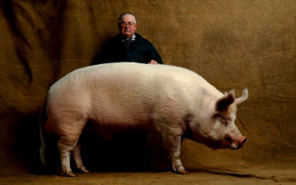 Самые большие кабаны в мире и большие породы домашних свиней