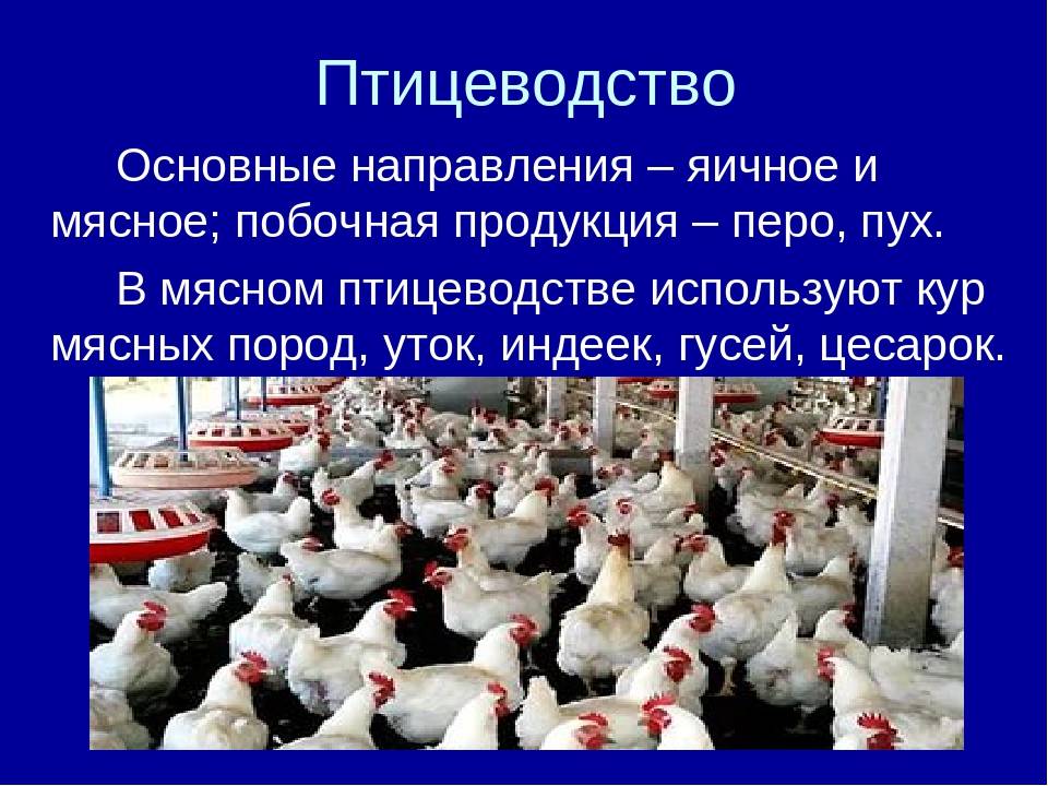 Современное птицеводство в россии | cельхозпортал