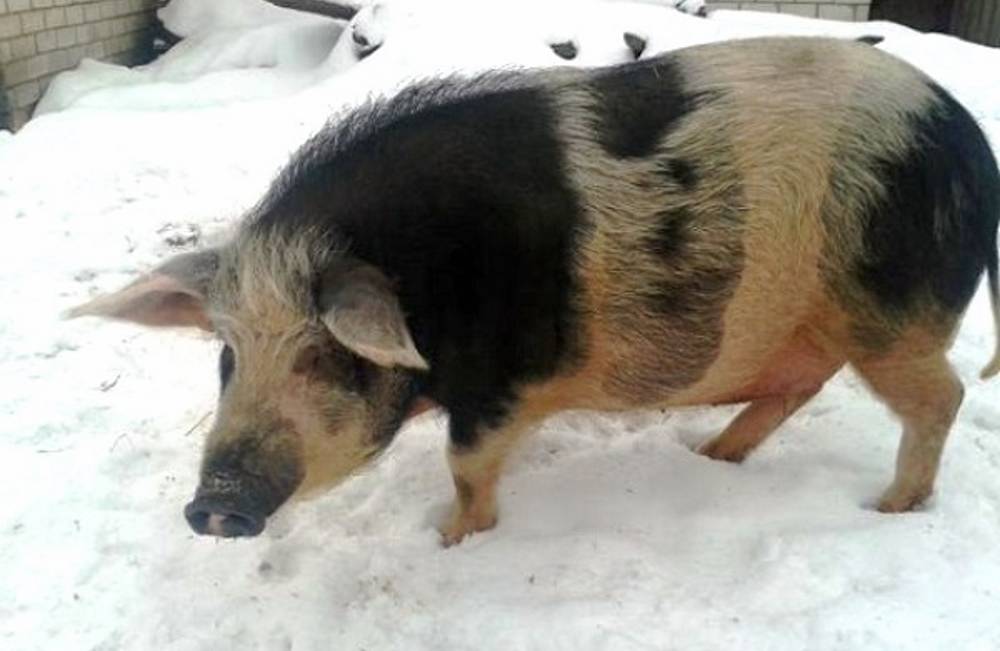 Кармалы: порода свиней с описанием и общей характеристикой