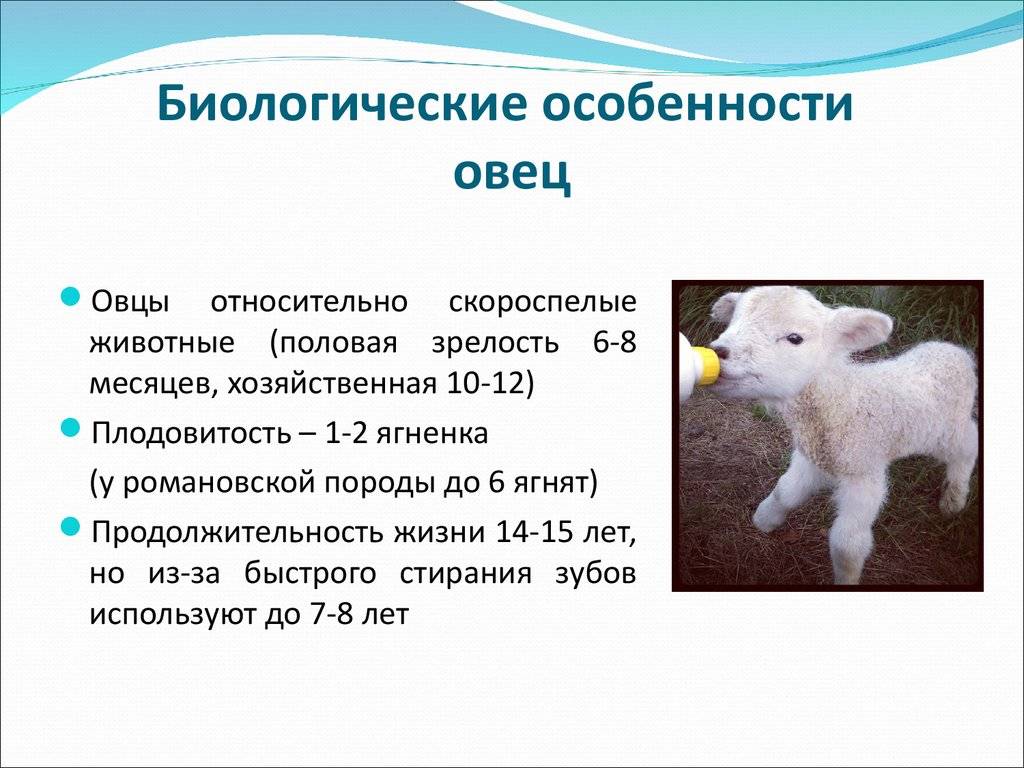 Молочные породы овец в россии