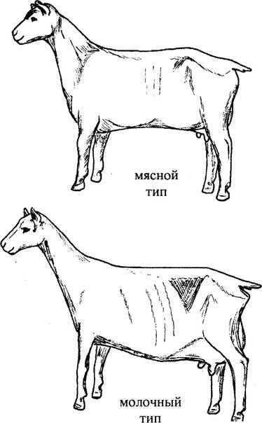 Как в домашних условиях определить беременность козы, признаки и способы