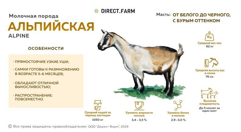Чешские козы – описание бурой короткошерстной породы