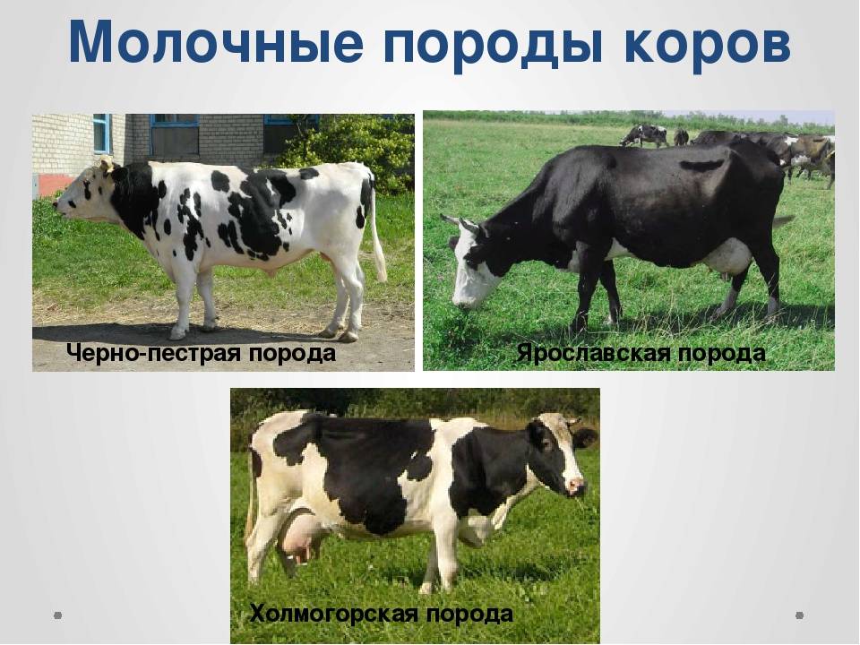 Мясные породы коров