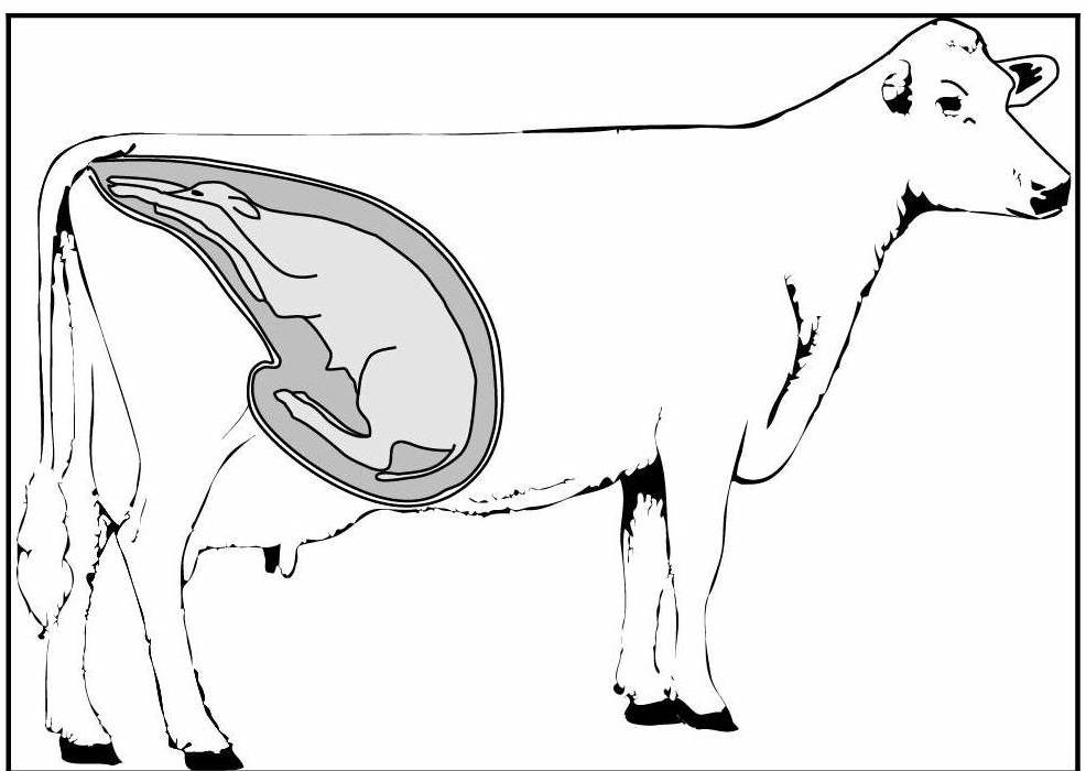 Определение стельности у коров: признаки и методы