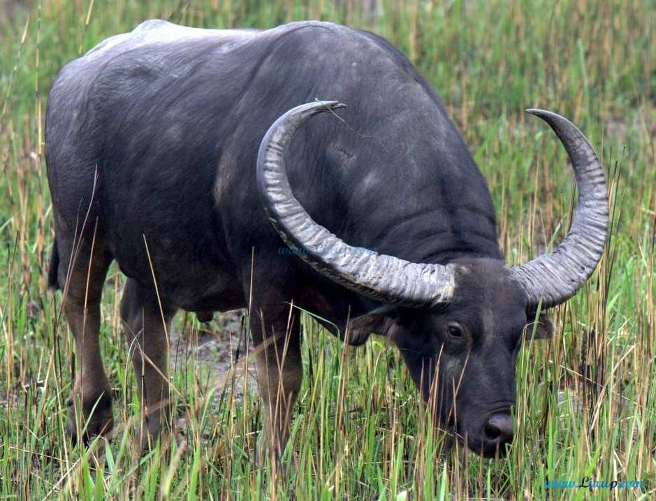 Индийский (водный) и африканский буйволы: внешний вид, среда обитания, использование быков человеком