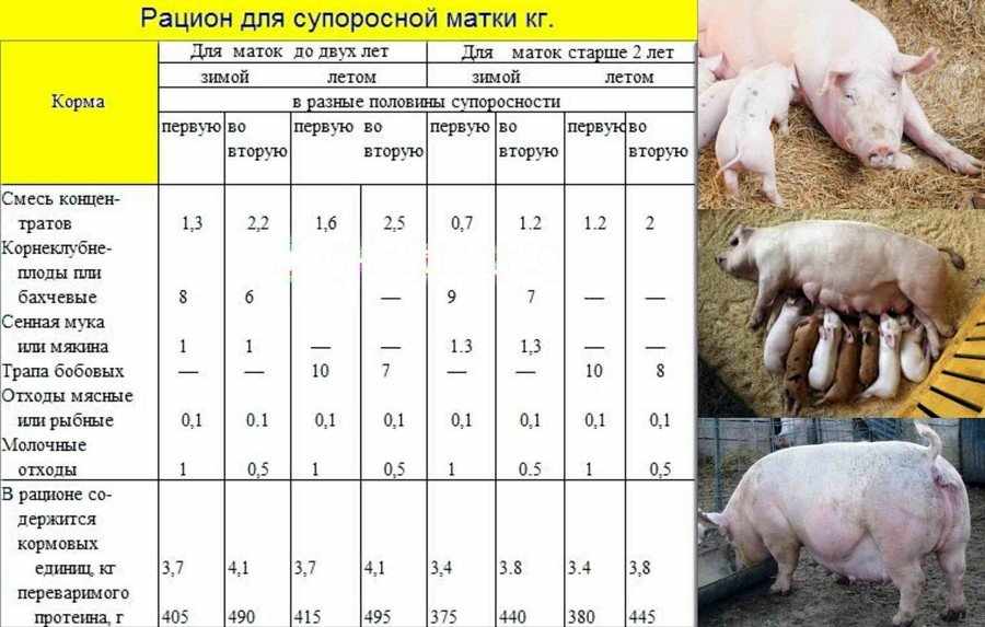 Особенности опороса свиноматки: подготовка помещения, поведение перед родами, уход за свиньёй и поросятами