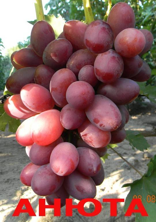 Характеристика сорта винограда анюта с фото и видео