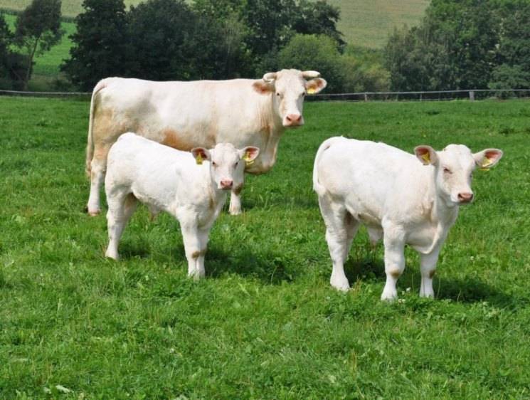 Коровы породы шароле: описание, уход и кормление