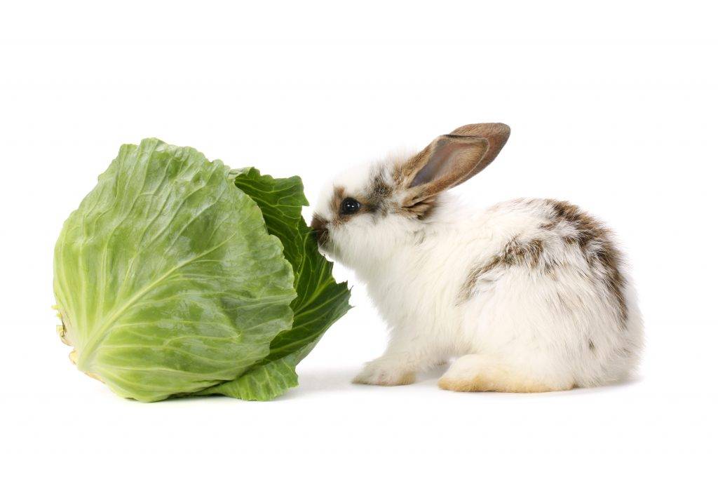 Какие овощи и фрукты можно давать кроликам?