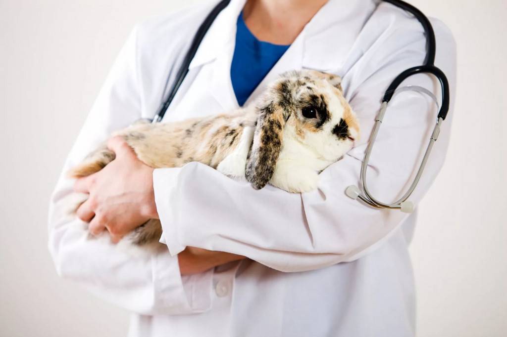 Понос у кроликов и крольчат: причины, что делать, как лечить в домашних условиях